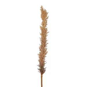 Dried Look Astilbe Spray 1M Brown by Florabelle Living, a Plants for sale on Style Sourcebook