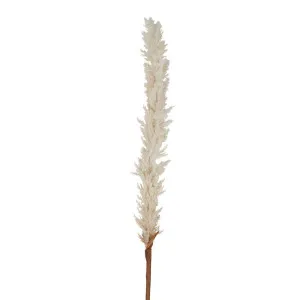 Dried Look Astilbe Spray 1M Cream by Florabelle Living, a Plants for sale on Style Sourcebook
