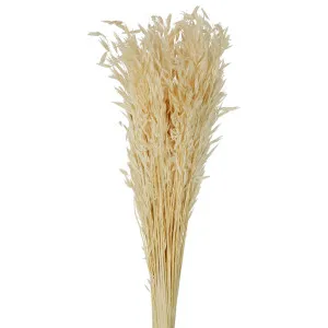 Wheat Preserved Bunch 76Cm Cream by Florabelle Living, a Plants for sale on Style Sourcebook