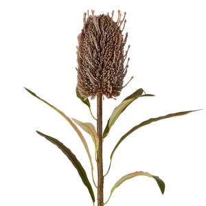 Dried Look Banksia Stem 56Cm Brown by Florabelle Living, a Plants for sale on Style Sourcebook