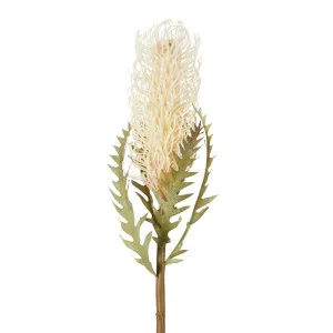 Dried Look Banksia Stem 75Cm Cream by Florabelle Living, a Plants for sale on Style Sourcebook