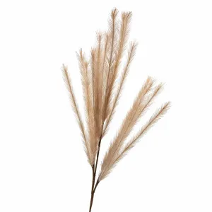 Wheat Rabbit Tail 1.2M Dark Natural by Florabelle Living, a Plants for sale on Style Sourcebook