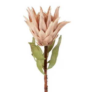 Dried Look Protea Stem 75Cm Blush by Florabelle Living, a Plants for sale on Style Sourcebook
