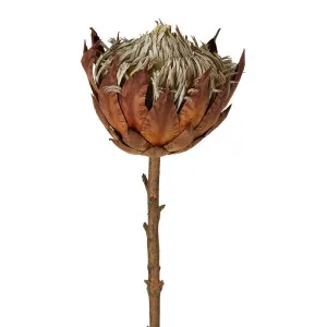 Dried Look Protea Stem Large 66Cm Brown by Florabelle Living, a Plants for sale on Style Sourcebook