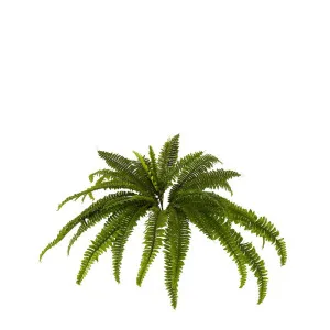 Boston Fern Bush Large by Florabelle Living, a Plants for sale on Style Sourcebook