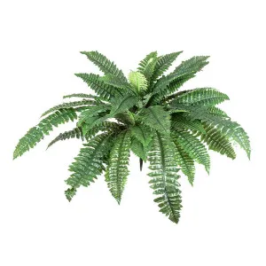 Fern Boston 80Cm by Florabelle Living, a Plants for sale on Style Sourcebook