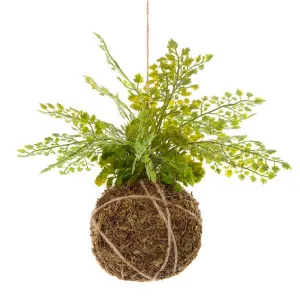 Fern Ball Hanging 25Cm by Florabelle Living, a Plants for sale on Style Sourcebook