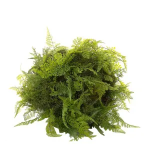 Fern Ball Mix 50Cm by Florabelle Living, a Plants for sale on Style Sourcebook