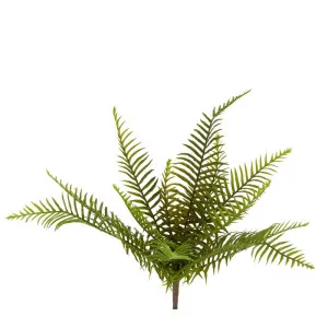 Boston Fern Bush 45Cm by Florabelle Living, a Plants for sale on Style Sourcebook