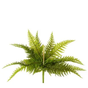 Boston Fern Bush 40Cm by Florabelle Living, a Plants for sale on Style Sourcebook