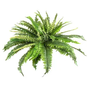 Fern Boston 45Cm by Florabelle Living, a Plants for sale on Style Sourcebook
