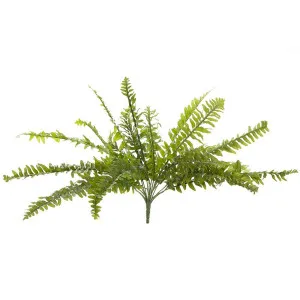 Boston Fern Bush 48Cm by Florabelle Living, a Plants for sale on Style Sourcebook
