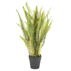Fern Mountain In Pot 76Cm by Florabelle Living, a Plants for sale on Style Sourcebook