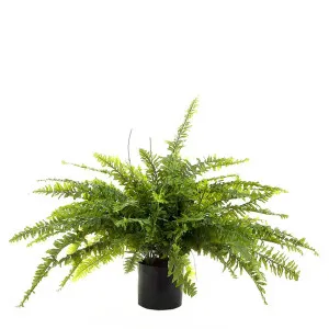 Boston Fern 80Cm by Florabelle Living, a Plants for sale on Style Sourcebook