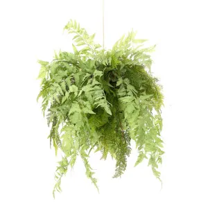 Fern Hanging 75Cm by Florabelle Living, a Plants for sale on Style Sourcebook