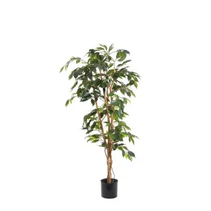 Ficus 1.2M by Florabelle Living, a Plants for sale on Style Sourcebook