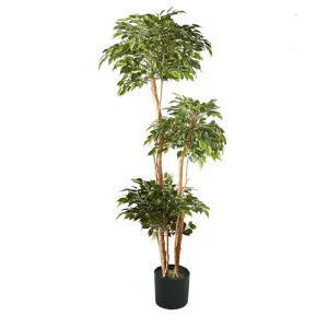 Ficus Tree 180Cm by Florabelle Living, a Plants for sale on Style Sourcebook