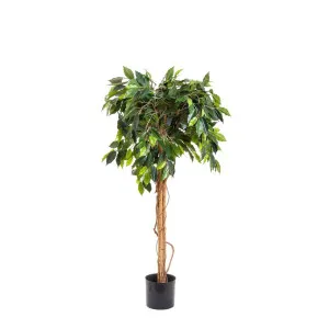 Ficus Ball Tree 1.2M by Florabelle Living, a Plants for sale on Style Sourcebook