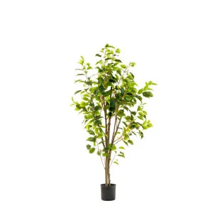 Ficus Tree Potted 1.2M by Florabelle Living, a Plants for sale on Style Sourcebook