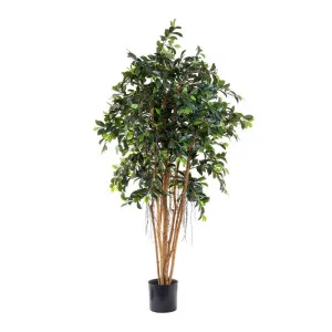 Ficus Retusa 1.8M by Florabelle Living, a Plants for sale on Style Sourcebook