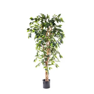 Ficus Tree 1.7M by Florabelle Living, a Plants for sale on Style Sourcebook
