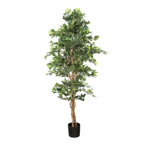 Ficus Retusa Bush Tree 1.8M by Florabelle Living, a Plants for sale on Style Sourcebook