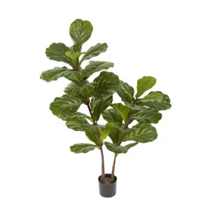 Fiddle Leaf Tree 1.13M by Florabelle Living, a Plants for sale on Style Sourcebook