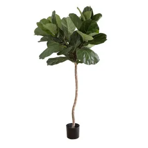Fiddle Leaf Tree 1.5M by Florabelle Living, a Plants for sale on Style Sourcebook