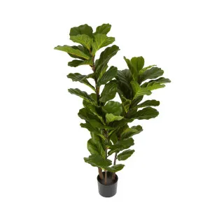 Fiddle Leaf Tree 1.33M by Florabelle Living, a Plants for sale on Style Sourcebook