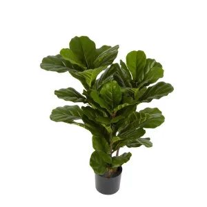 Fiddle Leaf Tree 93Cm by Florabelle Living, a Plants for sale on Style Sourcebook