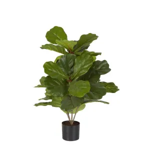 Fiddle Leaf Fig Potted Plant 65Cm by Florabelle Living, a Plants for sale on Style Sourcebook