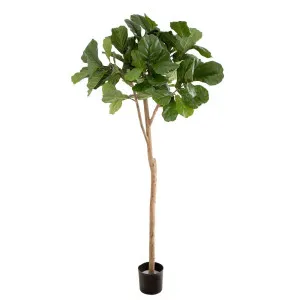 Fiddle Leaf Fig Tree 2M by Florabelle Living, a Plants for sale on Style Sourcebook