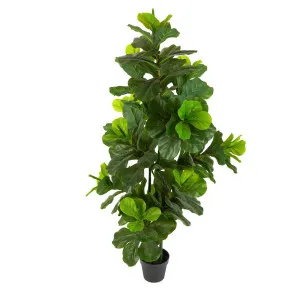 Fiddle Leaf Tree 175Cm by Florabelle Living, a Plants for sale on Style Sourcebook