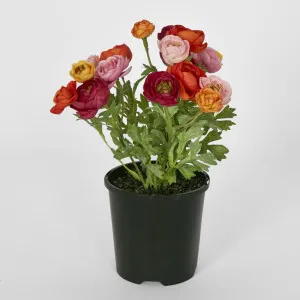 Ranunculus Bouquet Fuchsia by Florabelle Living, a Plants for sale on Style Sourcebook