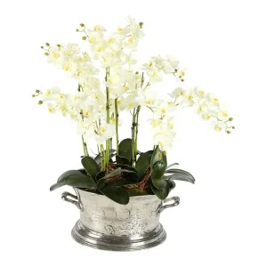 Elizabeth Moth Cream Large Oval Arrangement by Florabelle Living, a Plants for sale on Style Sourcebook