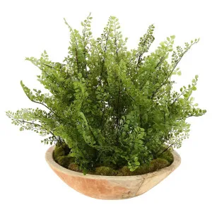 Rashi Fern Arrangement by Florabelle Living, a Plants for sale on Style Sourcebook