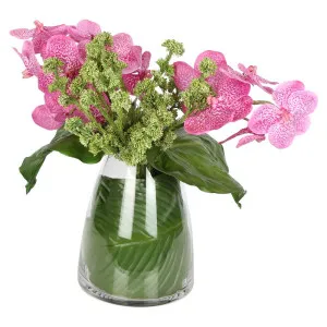 Vanda Pink Arrangement by Florabelle Living, a Plants for sale on Style Sourcebook