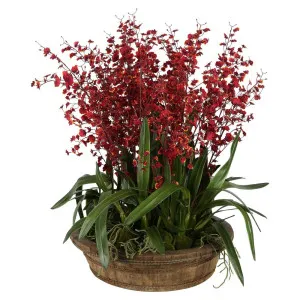Willow Red Dancing Orchid Arrangement by Florabelle Living, a Plants for sale on Style Sourcebook
