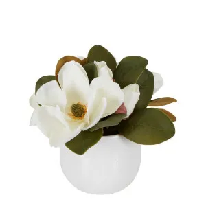 Magnolia In Ceramic Pot 28Cm White by Florabelle Living, a Plants for sale on Style Sourcebook