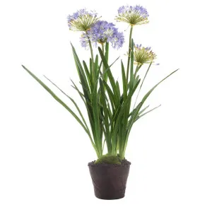 Agapanthus In Paper Pot Lavender by Florabelle Living, a Plants for sale on Style Sourcebook