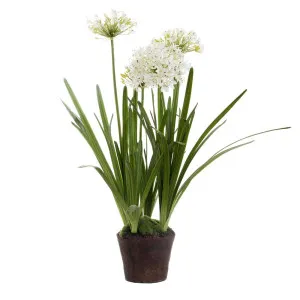 Agapanthus In Paper Pot White by Florabelle Living, a Plants for sale on Style Sourcebook