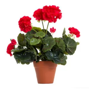 Geranium Bush In Terra Pot Red by Florabelle Living, a Plants for sale on Style Sourcebook