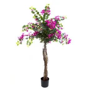 Bougainvillea Tree 1.6M by Florabelle Living, a Plants for sale on Style Sourcebook