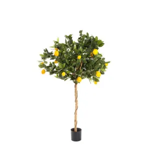 Golden Lemon Tree 0.9M by Florabelle Living, a Plants for sale on Style Sourcebook