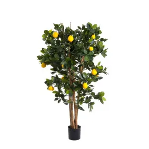 Lemon Tree 1.15M by Florabelle Living, a Plants for sale on Style Sourcebook