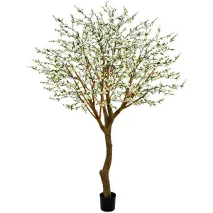 Giant Cherry Blossom Tree 2.4M White by Florabelle Living, a Plants for sale on Style Sourcebook