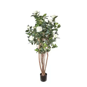 Camellia Japonica Tree White 1.6M by Florabelle Living, a Plants for sale on Style Sourcebook