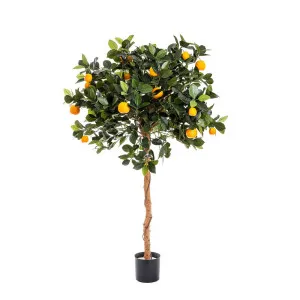 Golden Orange Tree 1.2M by Florabelle Living, a Plants for sale on Style Sourcebook