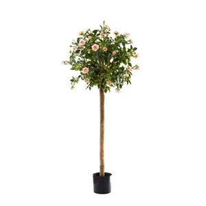 Diamond Rose Ball Tree Pink 1.2M by Florabelle Living, a Plants for sale on Style Sourcebook