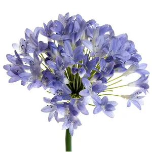 Agapanthus 94Cm Lavender Blue by Florabelle Living, a Plants for sale on Style Sourcebook